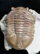 Bargain Asaphus Lepidurus Trilobite #2790-2